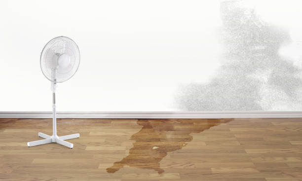 Best Mold removal after water damage  in Red Lion, PA
